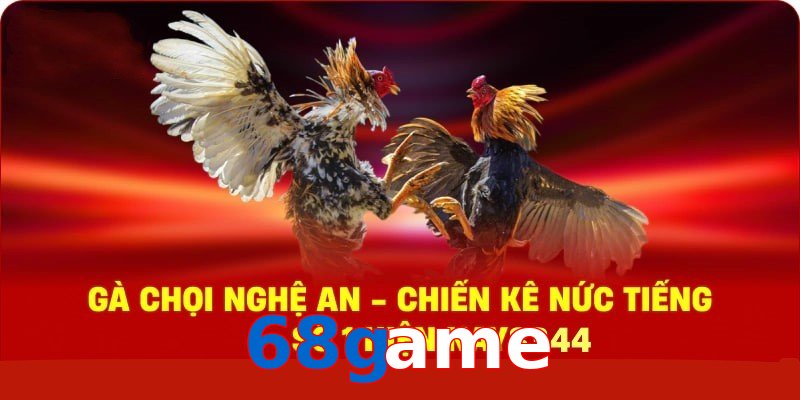 Gà Chọi Nghệ An – Chiến Kê Nức Tiếng Số 1 Hiện Nay